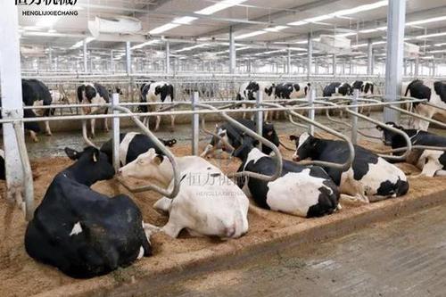 0/件 养殖设备牛卧床 奶牛繁殖母牛休息单双面牛卧栏